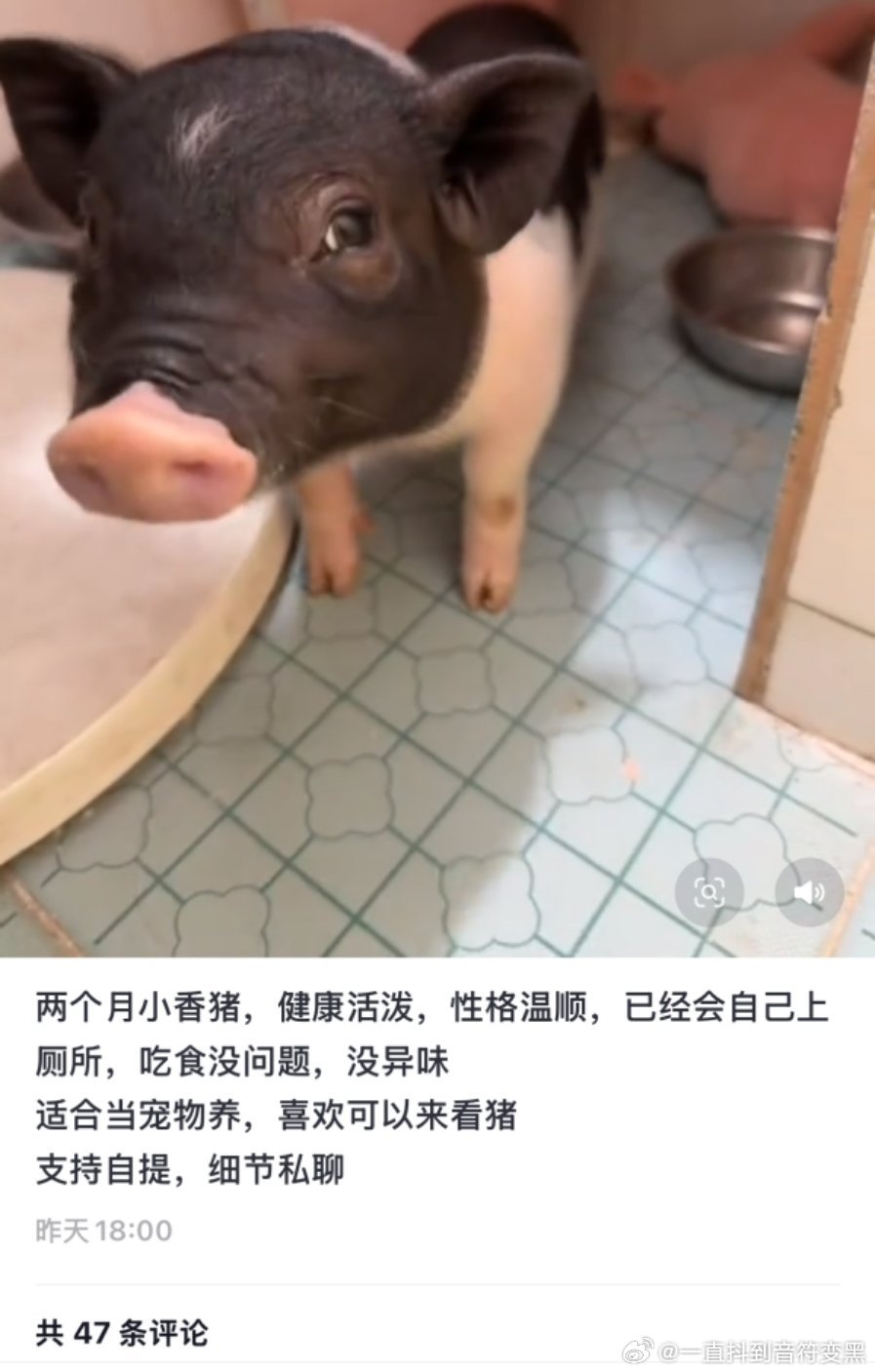 🫘人就这样爱跟风没责任心。已经刷到好多条类似找小🐷新主人的视频了。小🐷本来