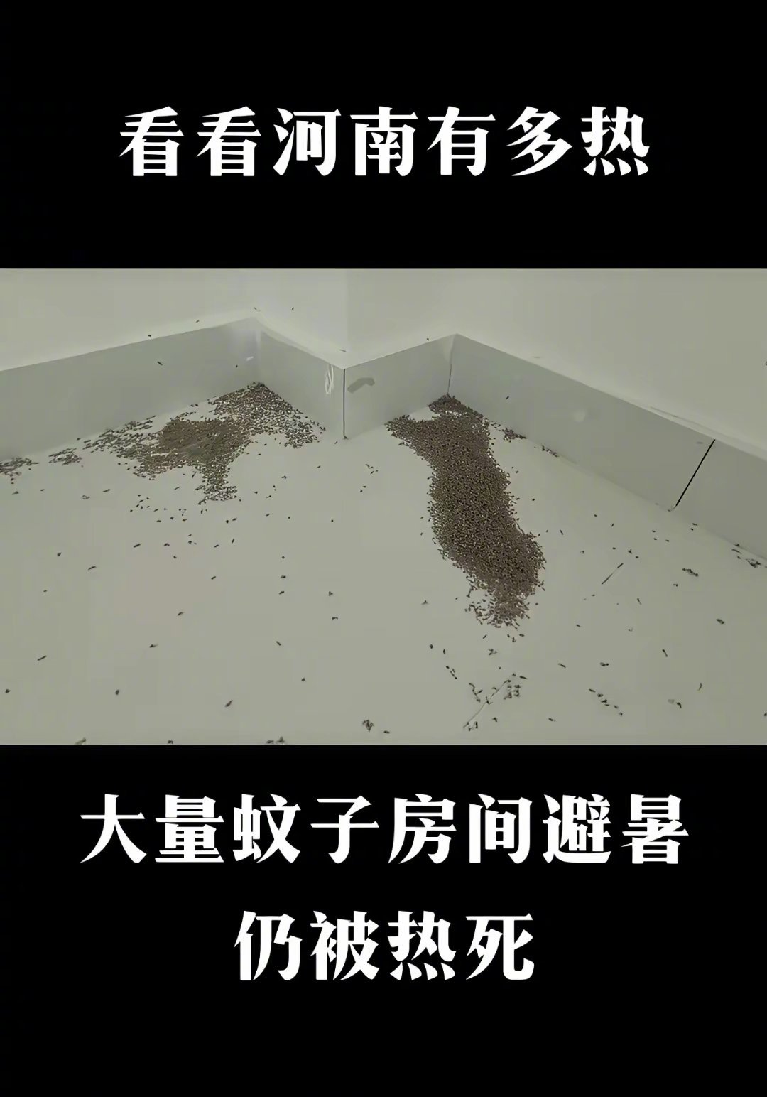 哈哈，蚊子怕热，极端高温下，估计也得被热射病送走。（图片来自网络）​​​