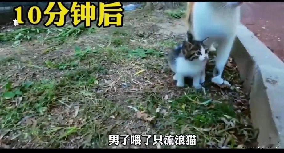 太感人了，一位小哥哥投喂了一只流浪猫，结果十分钟后，它带着一只小奶猫来找他了，然