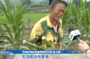 太缺德了！6月8日，重庆，一对老夫妻种了一亩玉米，玉米刚抽穗，老人计划等成熟了就