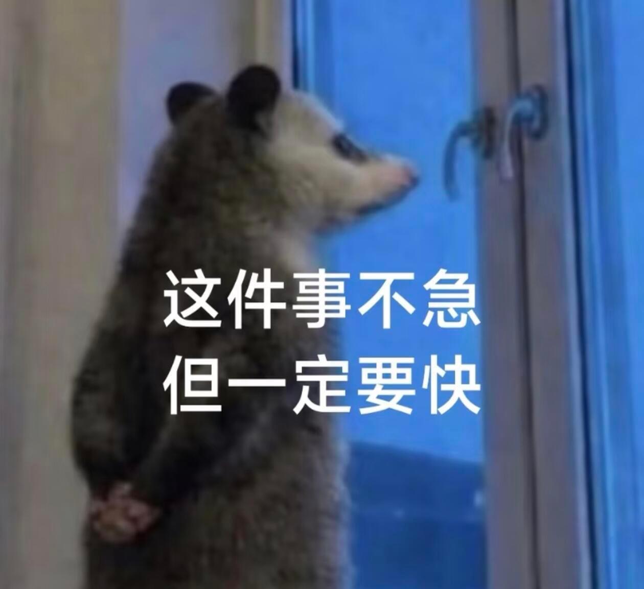 负鼠表情包，最近真的很迷负鼠表情包