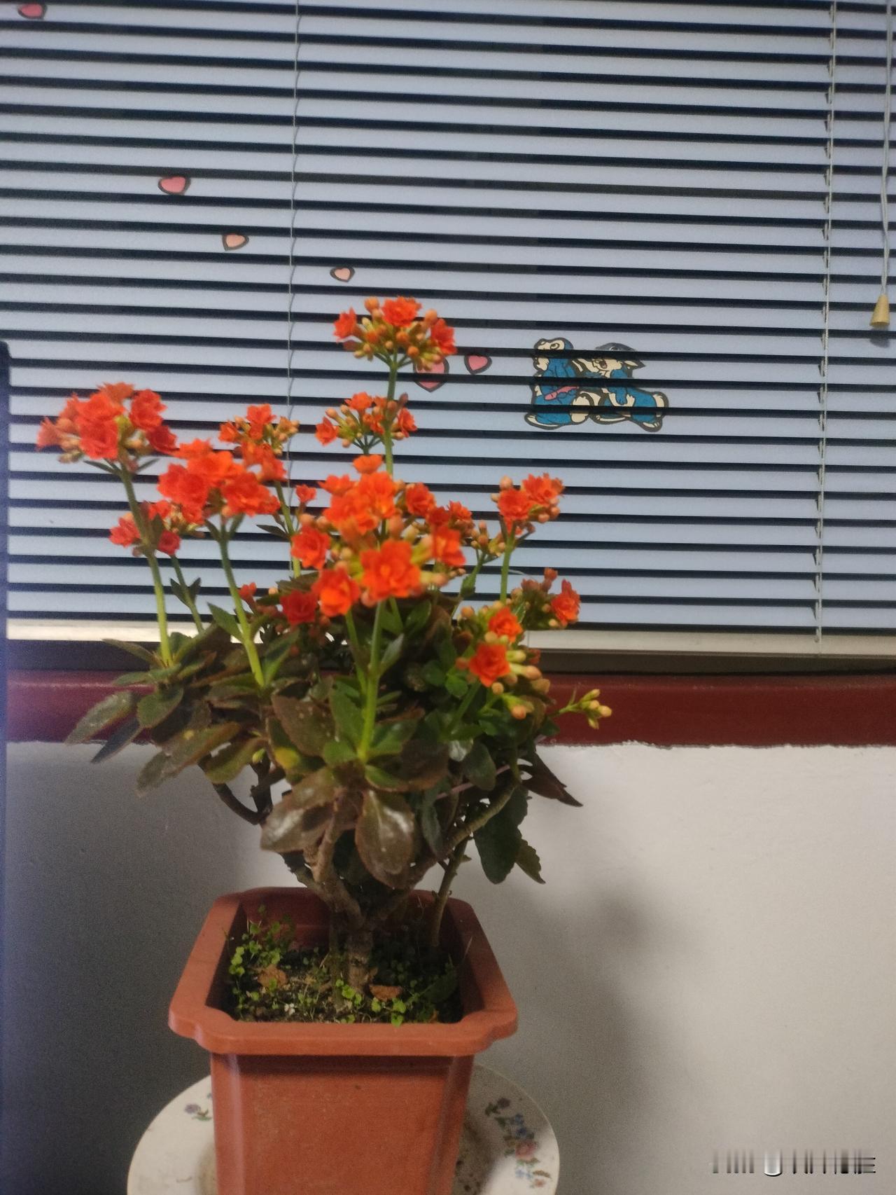 晒一晒你们家的长寿花，比我家的这盆开得还好吗？