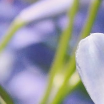 0000君子兰种植1、种植时间种植君子兰适宜采用分株或播种的方式，君子兰的最佳播