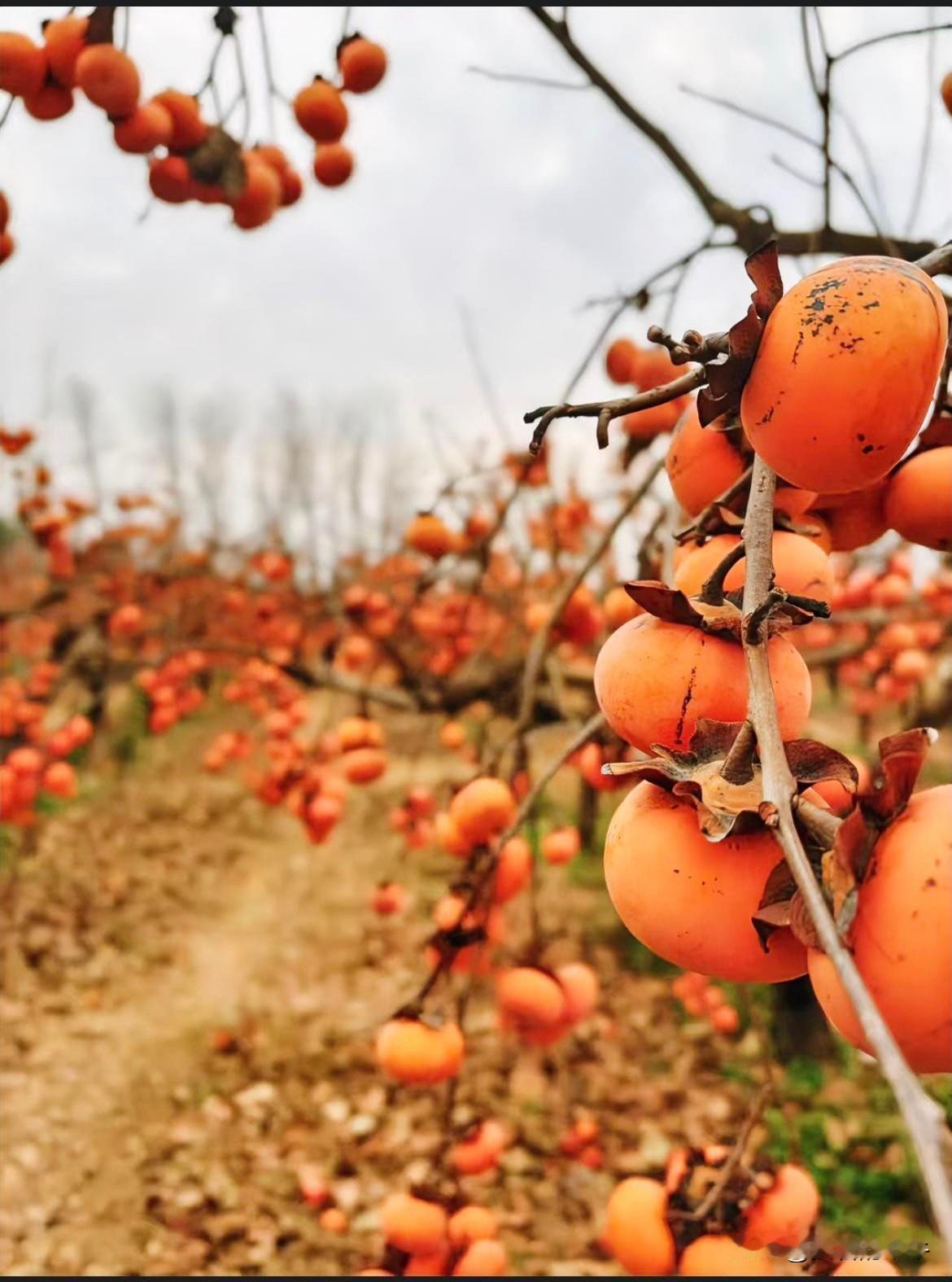 秋天到，柿子黄，这满树的柿子也太治愈了！一个个橙红橙红的，像小灯笼似的挂在枝头