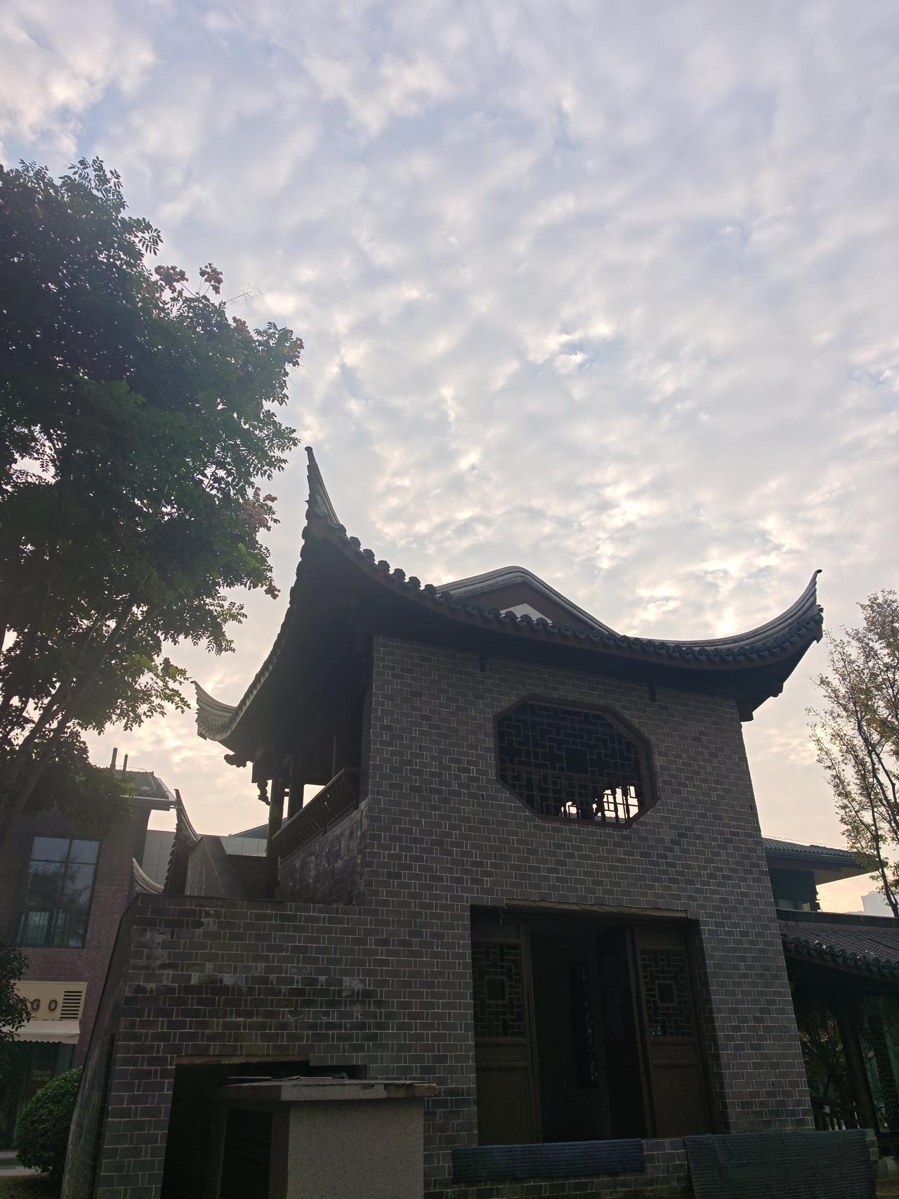 冬天里的月季花，养护可是个技术活。去年我家月季冻死好几盆，春天一朵花都没开。后来