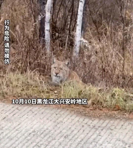 一女子自驾游，经过黑龙江大兴安岭地区时，无意间看到一只面部像猫，却又长着大胡腮的
