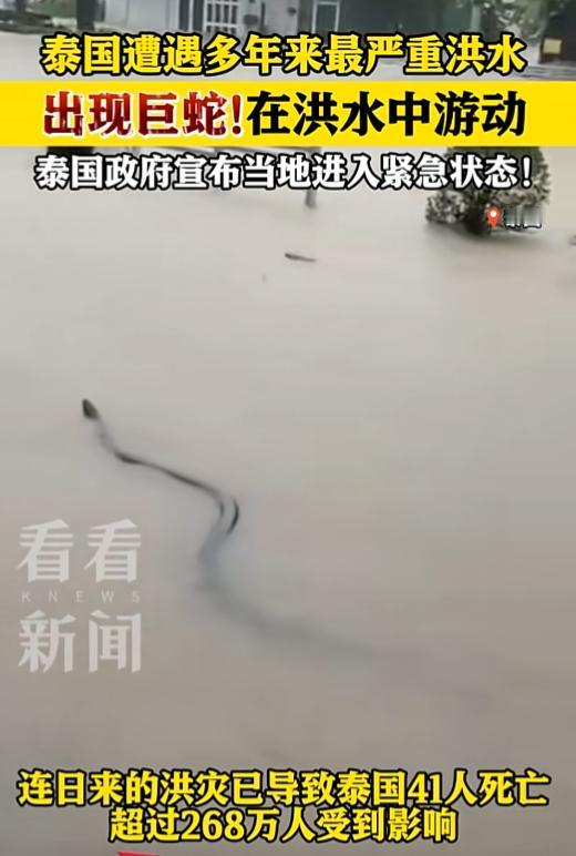 这两天泰国的洪水简直刷新认知，洪水里不光泡着整座城，居然还窜着“巨型长条生物”，
