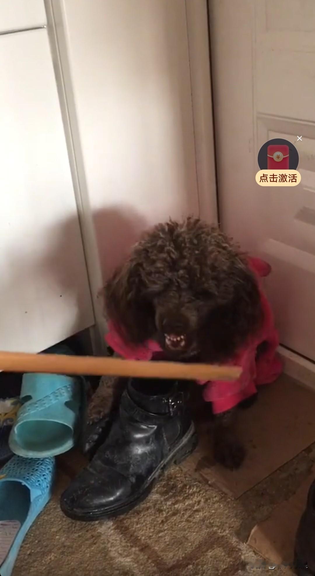 小狗今天再次挨打，可就是不听话。你拿棍子抽它，它便龇牙咧嘴地对着你，摆出一副要和