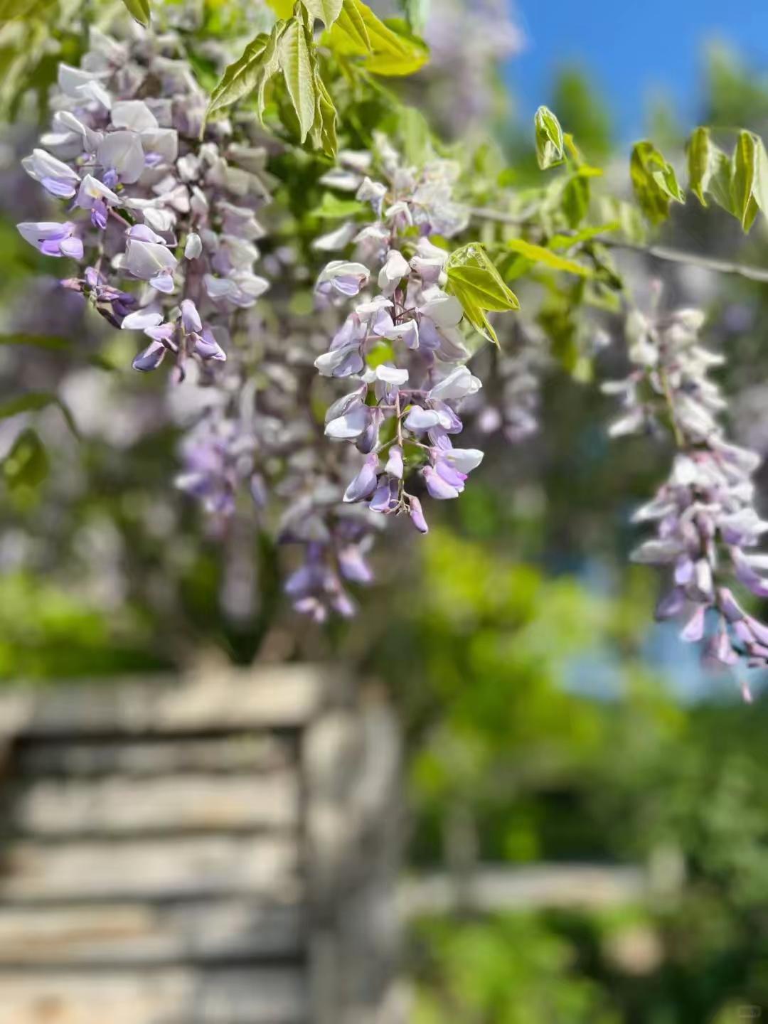 别等关节“报废”才重视！手臂2个穴，护膝松肩超简单膝盖疼、肩膀僵，爬楼抬臂
