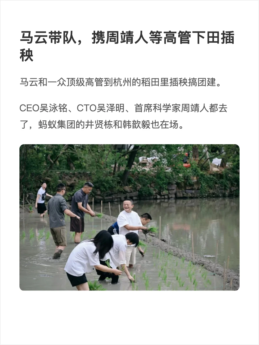 马云带队，携周靖人等高管下田插秧