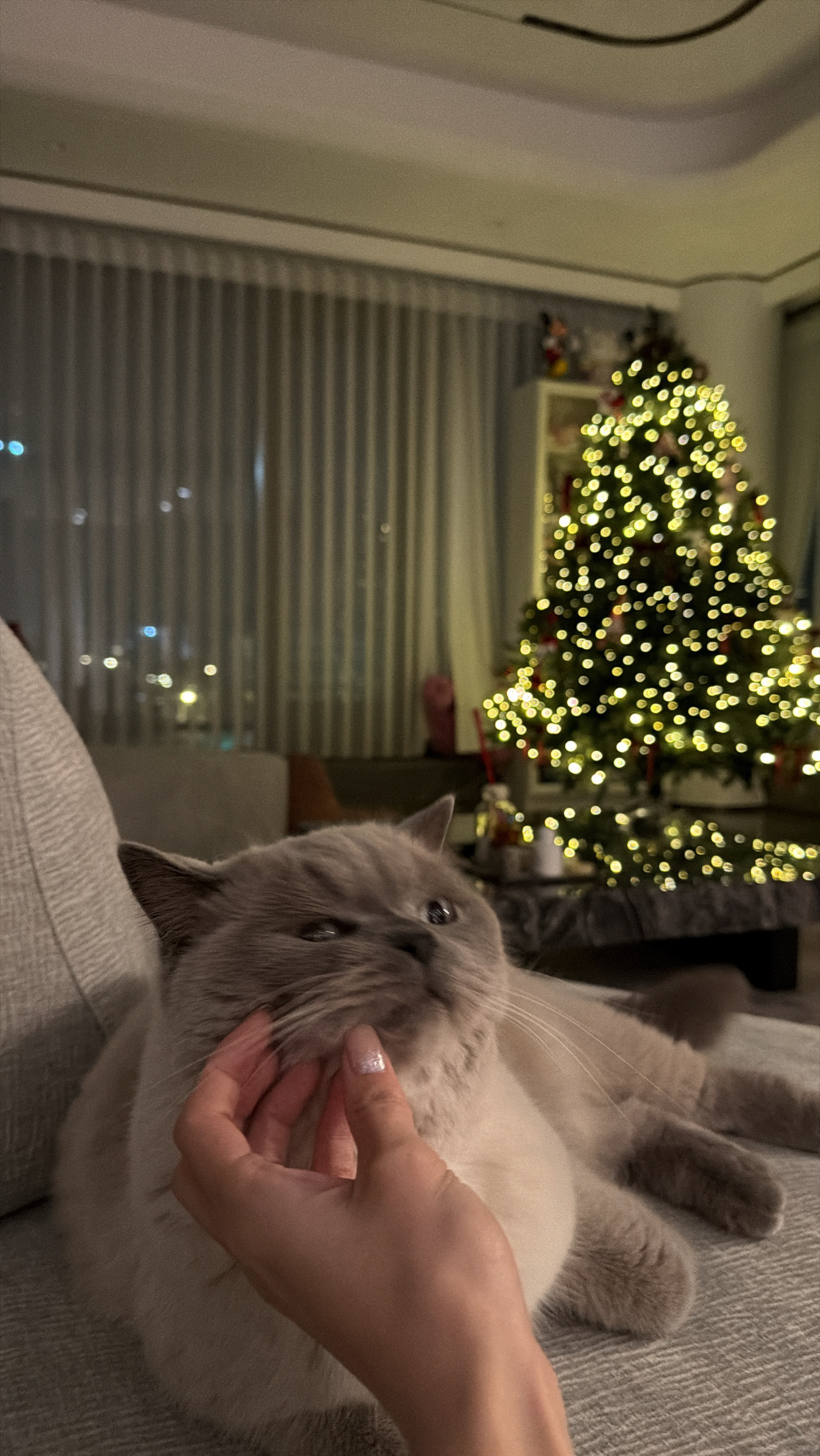 日本买的圣诞树挂件派上用场了