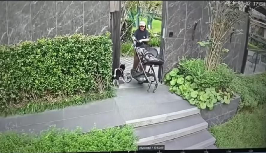 狗真的比孩子还要重要！以前都以为是句玩笑话，没想到，在狗主人的心目当中，狗真的比