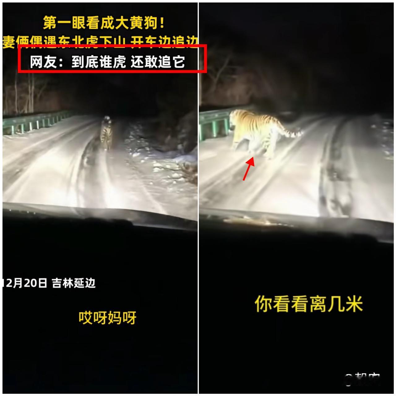 这哪是遇虎啊，分明是生态变好给的“惊喜彩蛋”！吉林小两口深夜进山，把东北