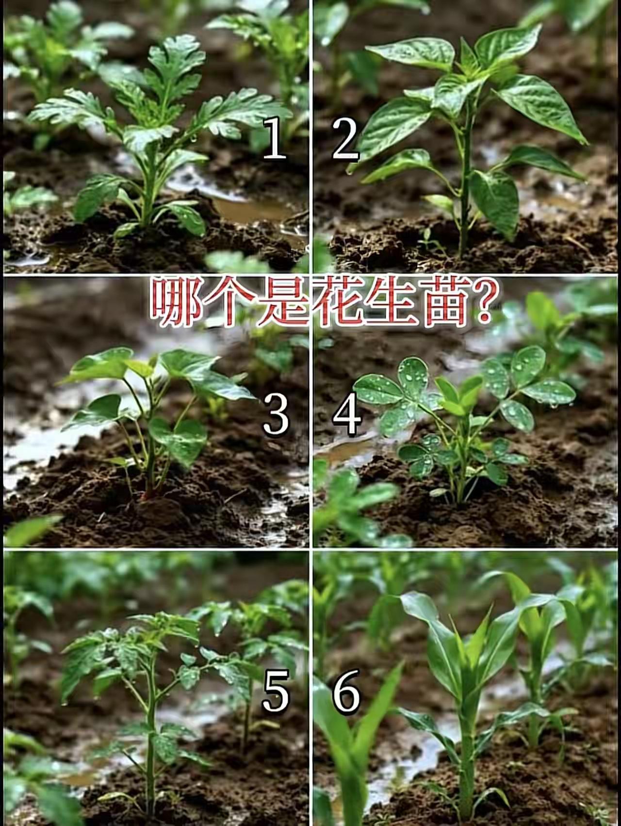 哪个是花生苗？