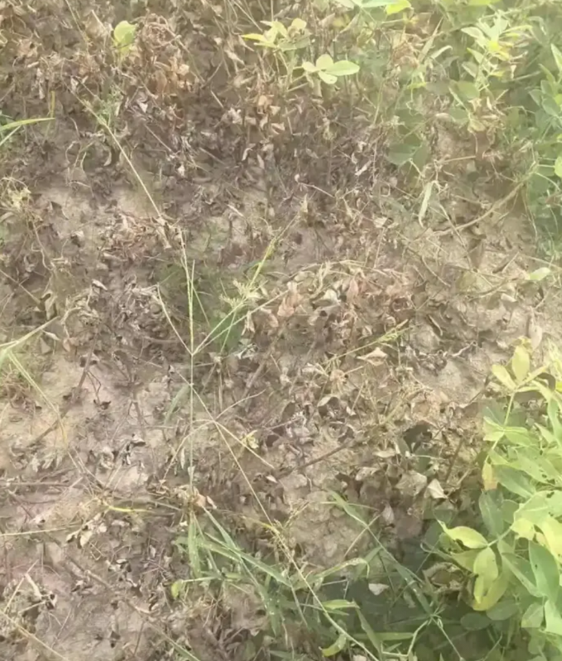 “严查到底！”8月8日报道，湖南衡阳，一女子去自家菜地摘菜时，发现一片区域内的作