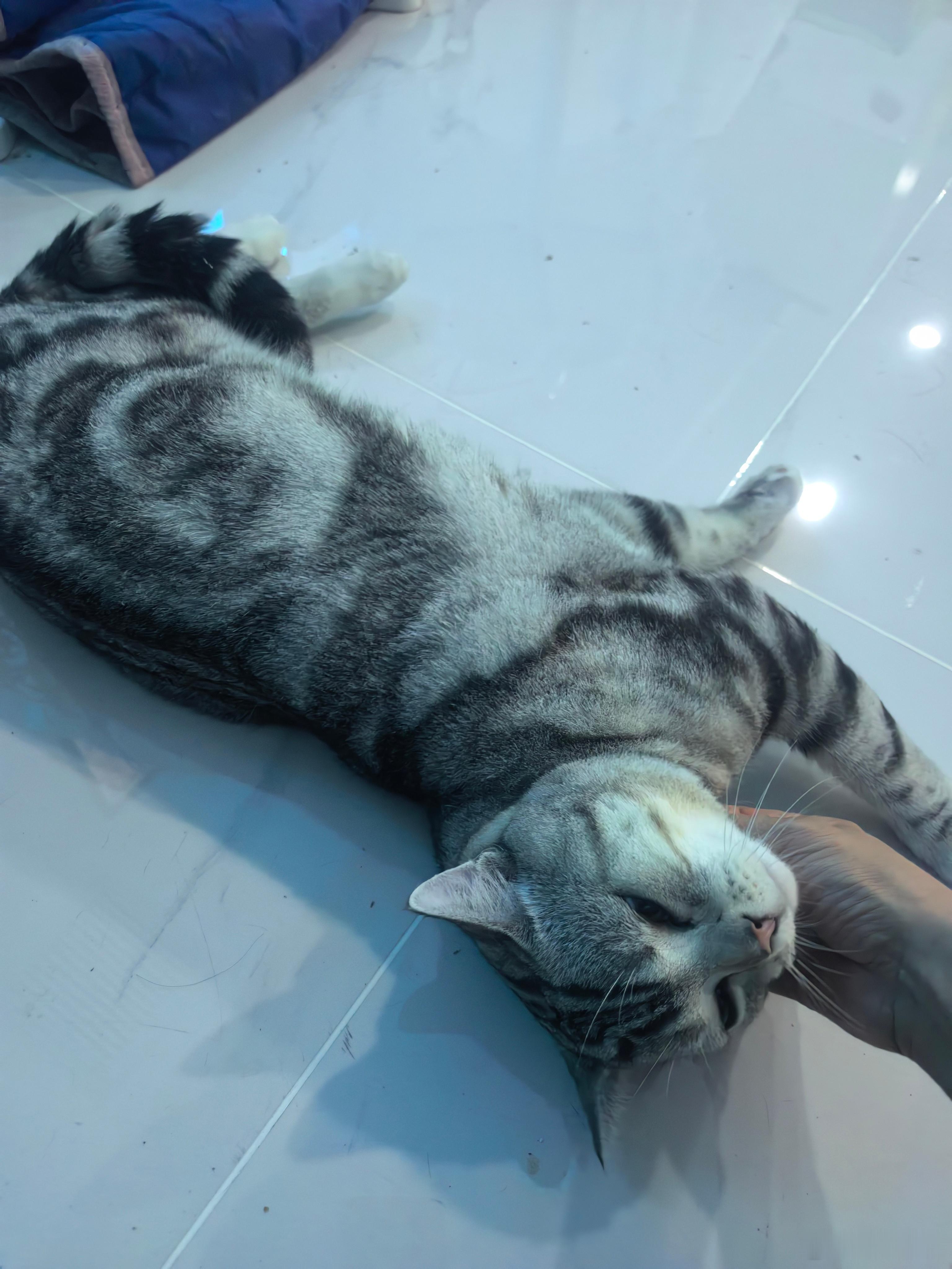 邻居的猫猫，每天晚上就扔楼道里。猫猫玩够了之后，就趴在门口等开门。有几次不知怎的