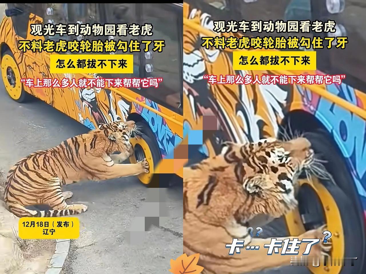 老虎冲上热搜了！辽宁某动物园老虎看见观光车路过，上前一口咬住了车轮胎，本以为它咬