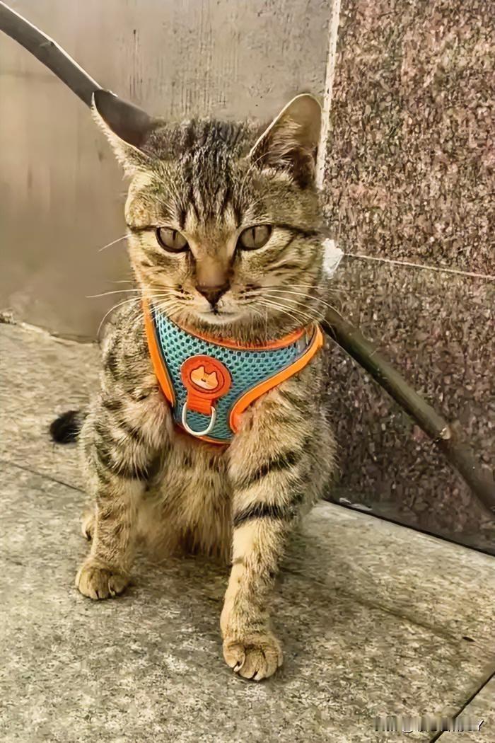 瞧！这只狸花猫被主人用树枝“绑”着、还系上了牵引绳，站在栏杆边的那副小模样，再配