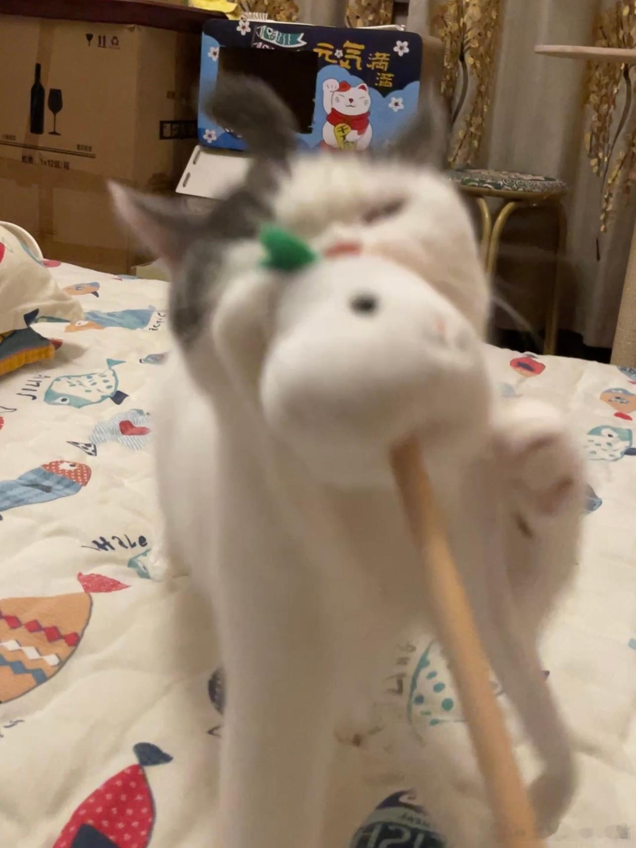 觉得小豚是聪明小猫的请扣1，觉得小豚是傻瓜小猫的请扣2​​​