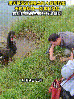 “太通人性了”云南，黑天鹅宝宝误吞鱼线，命悬一线，天鹅爸妈急得直拍翅膀，不让人
