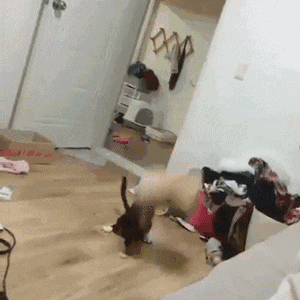 让你们秀恩爱,看把单身狗给逼成啥样了,一脸生无可恋啊