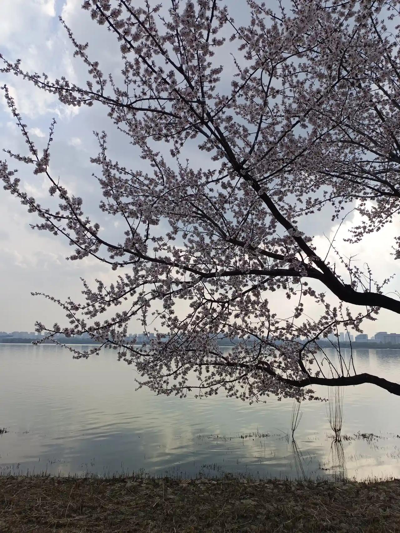 春水绿如蓝，满树杏花探水来。粉白杏花映画面，融入云天淡色彩。春水初涨，绿得像要淌