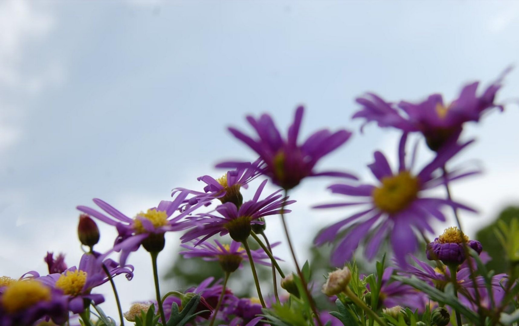 colorwalk偶遇春天我的春色配方微风漫过枝头，细碎的姬小菊肆意盛放。淡紫