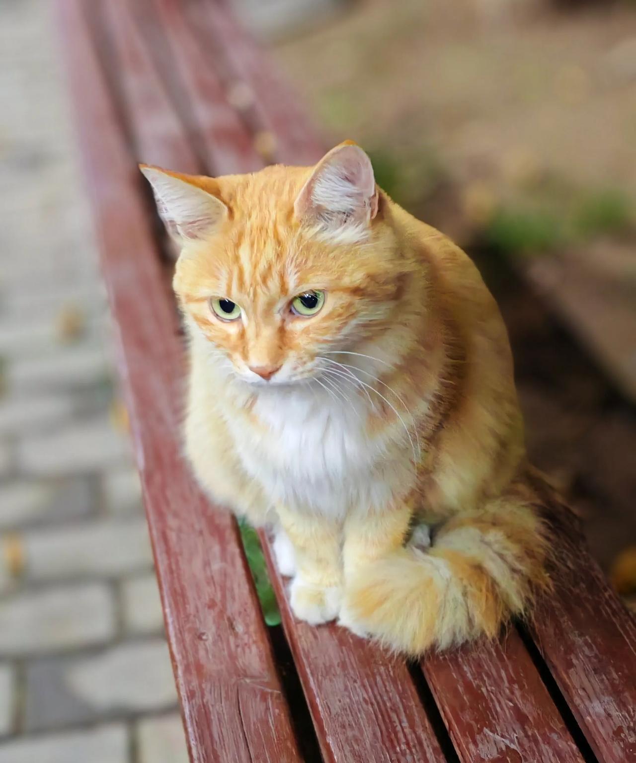 住在平房，发现猫多。腾退之前，家家有人住，猫也就都在房顶溜达。现在一个大院的