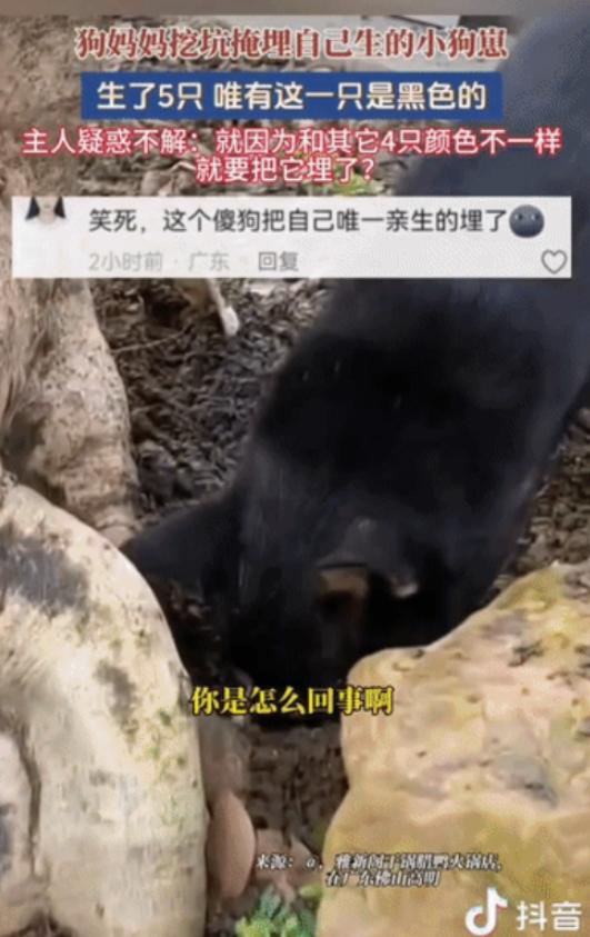 广东，一只黑狗生下了五个幼崽，四黄一黑。不料小狗刚落地，狗妈竟当众刨坑，执意要将