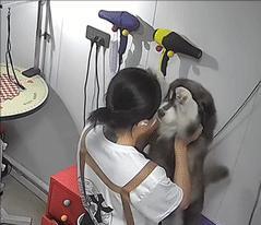 吉林，10日，一女子洗完顾客的小狗后，觉得它太可爱了，就抱着它“埋头猛吸”，原来