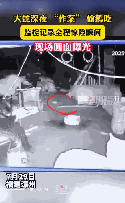 “太可怕了！”7月29日，福建漳州，男子发现家中的大鹅少了2只，以为被小偷给偷走