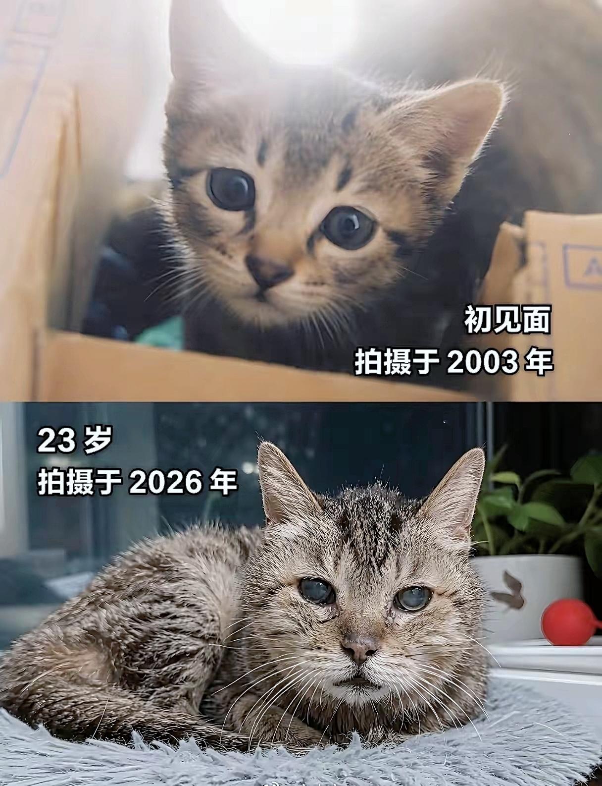  2003年纸箱里的小奶猫，走过23载春秋，眼神藏尽岁月痕迹狸花猫时光对比