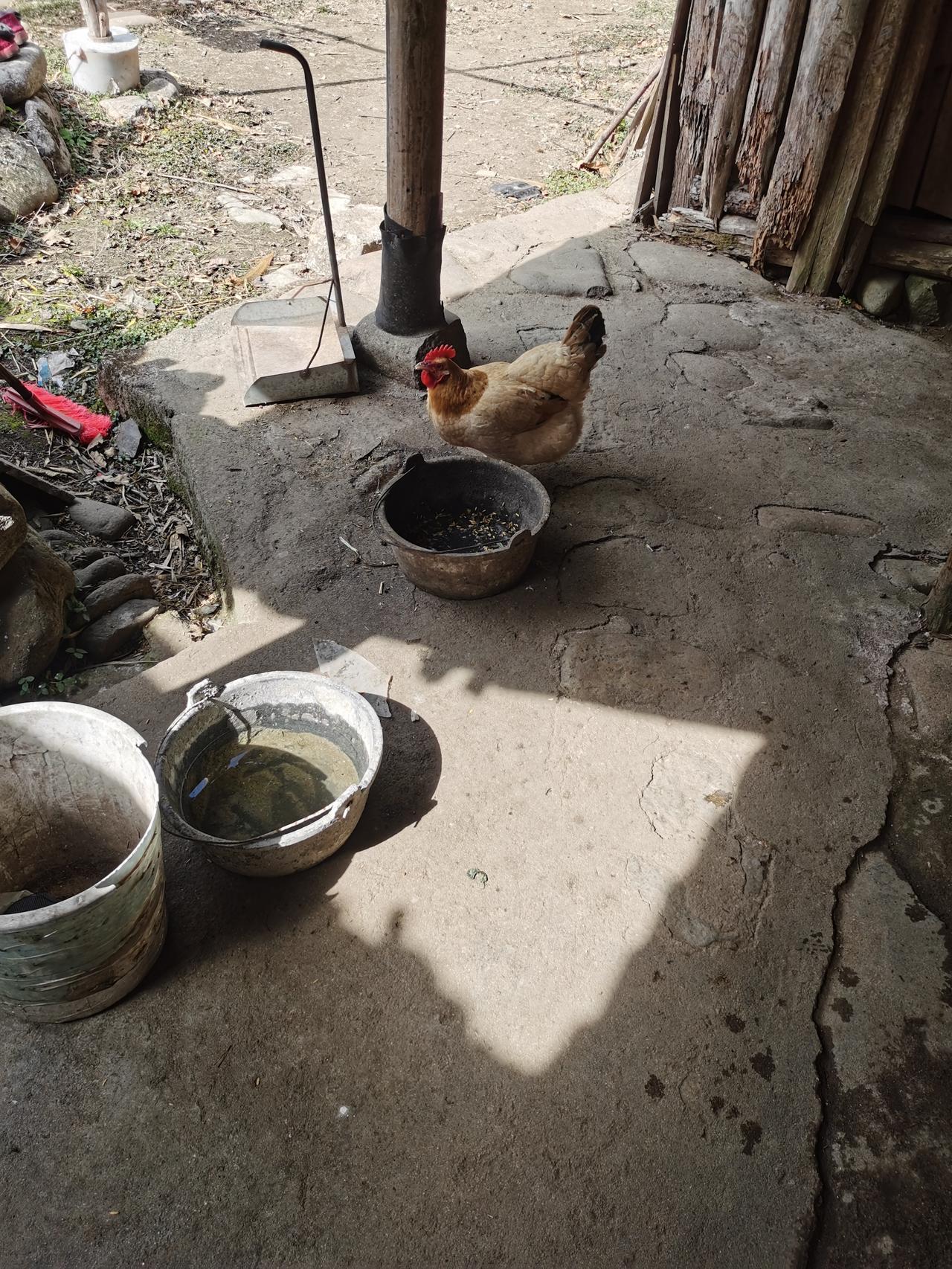 农村那些个事：老妈养了七只母鸡，就这一只是正宗的土鸡，黄色羽毛，看着颜值还可以，