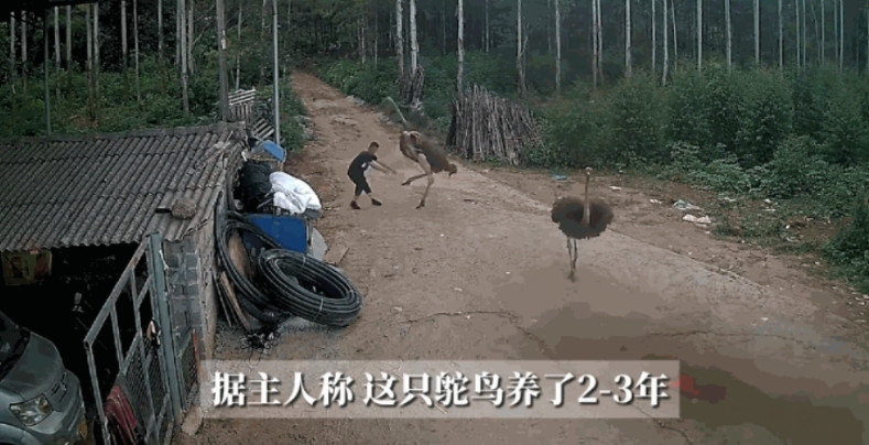 “有些动物是养不熟的！”广西贺州，一男子在自家院子里，抚摸了养了三年的鸵鸟，下一