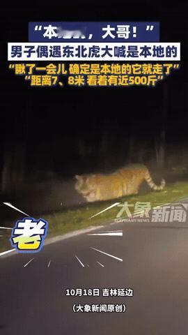 笑不活了！吉林延边，男子开出租车，偶遇一只体型巨大的东北虎，站着半天不走，男子急