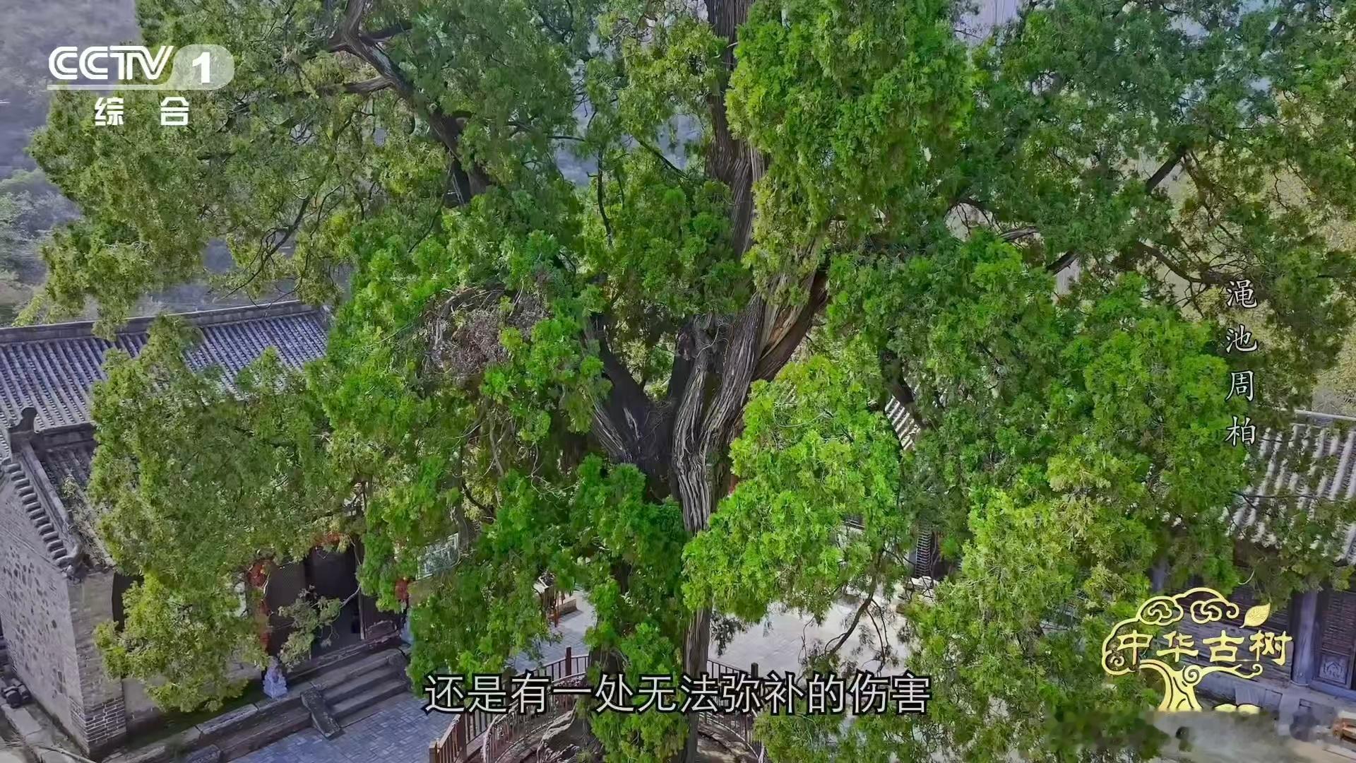 3千多岁柏树遭日军轰炸仍屹立柏树受伤愈合成一种沧桑之美3700年侧柏见证岁月沧