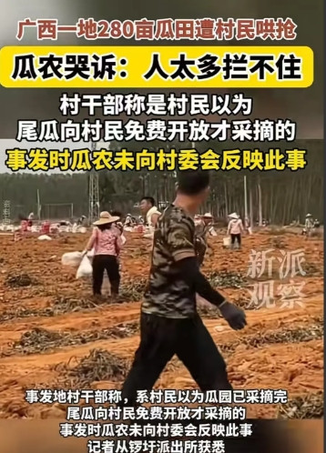 “广西南宁这次太丢人了！”南宁，一瓜园遭村民冲入哄抢西瓜，水管被压断，梯子被压断