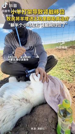 [点赞]“彻底解释不清了！”8月20日，内蒙古鄂尔多斯，两只小羊打架导致肾脏移