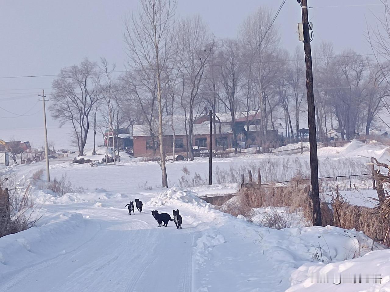 东北外婆家的冬天，比雪乡更治愈人心这才是冬天该有的样子啊～东北平房带阳光
