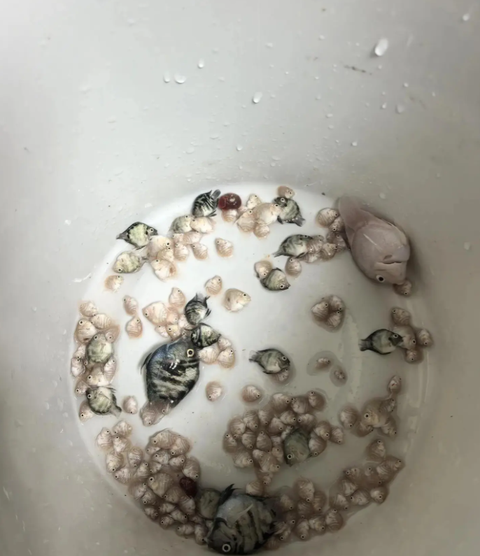 这种情况不是开锅起油吗