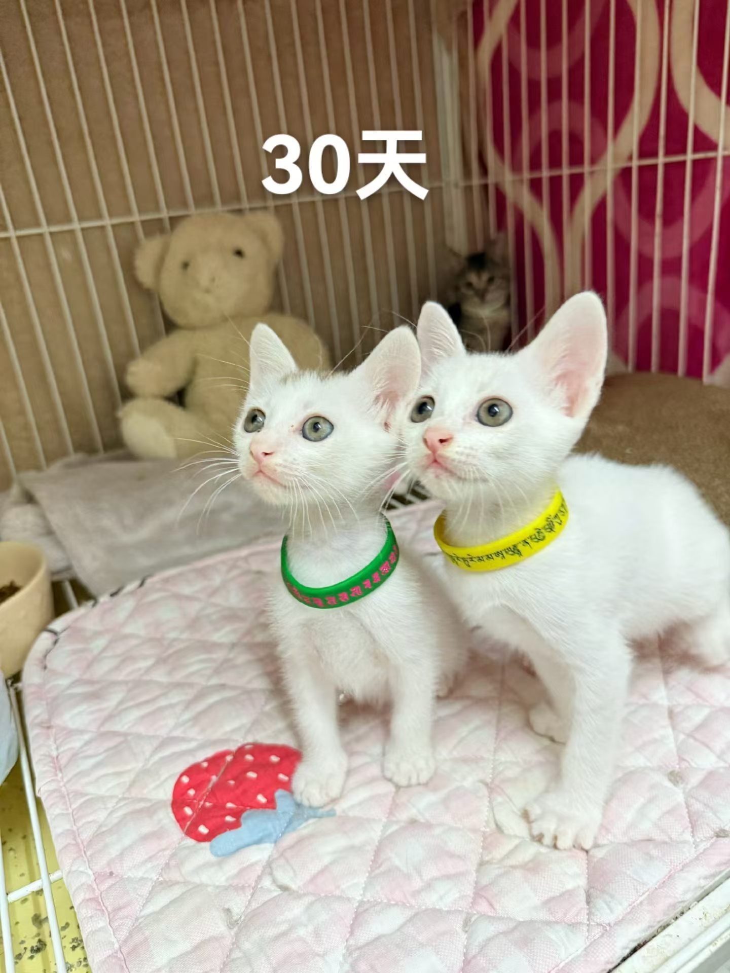 给两个宝宝找家！深圳领养猫咪