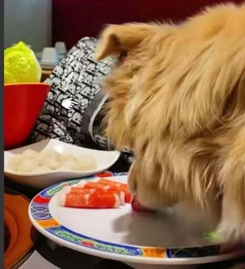 北京，女子带狗吃火锅，让狗上桌吃羊肉卷，还笑着拍视频炫耀，但这下笑不出来了！老板