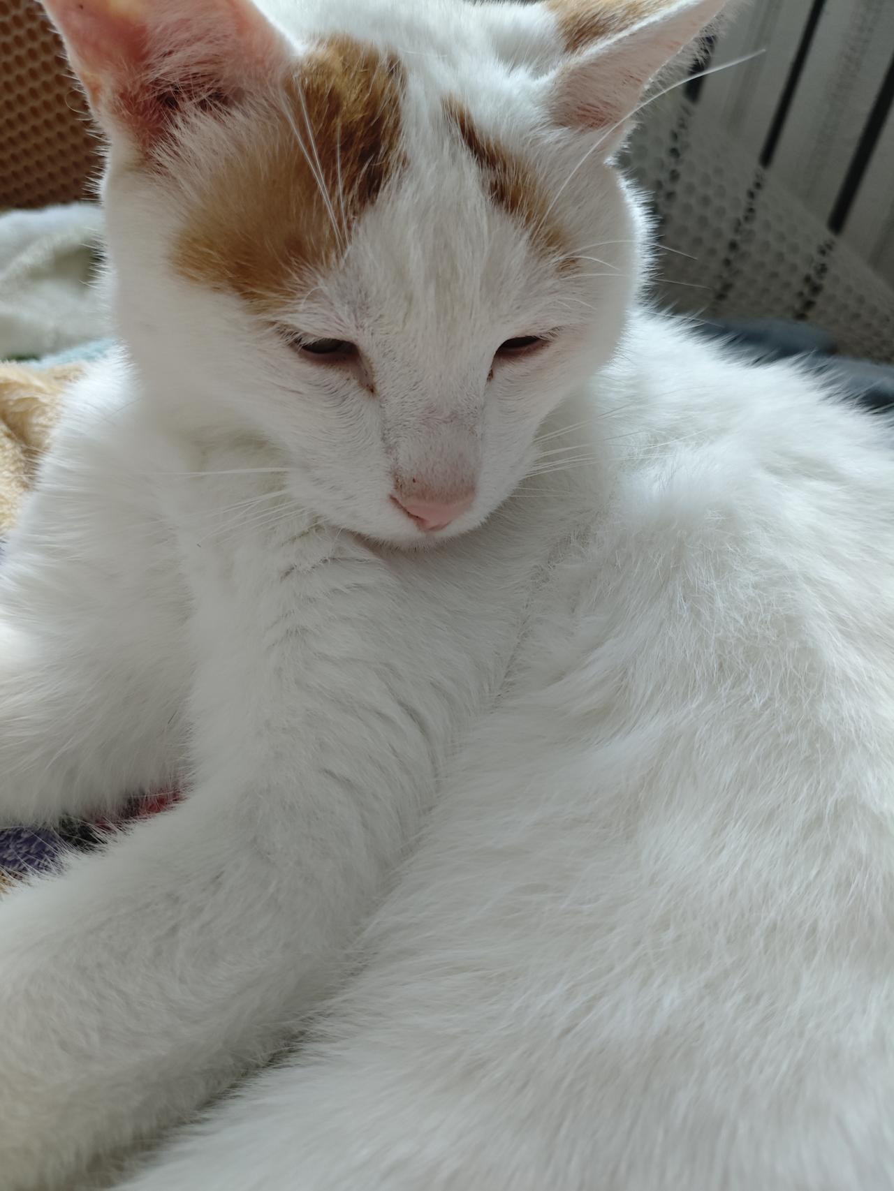 我的猫昨天晚上开门跑了，让它赶紧回来吧。