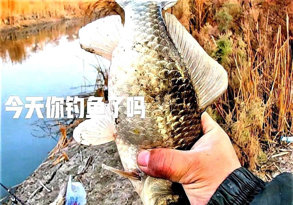 惊蛰后还全天死守浅滩的，十有八九要空手回家。现在正是仲春，昼夜温差大，鱼是