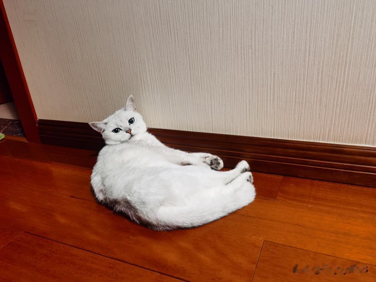 晒晒你拍的宠物猫的照片小猫咪的快乐向来如此简单：寻一方地板，惬意地摊成一张猫饼。