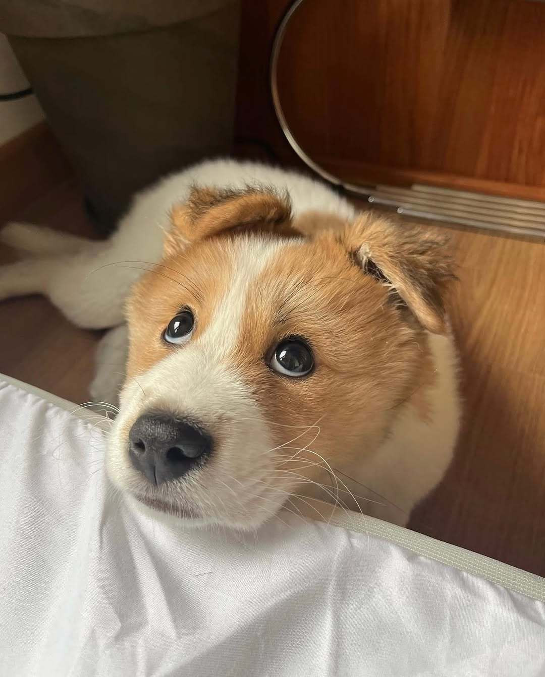 当小狗犯错误被批评时