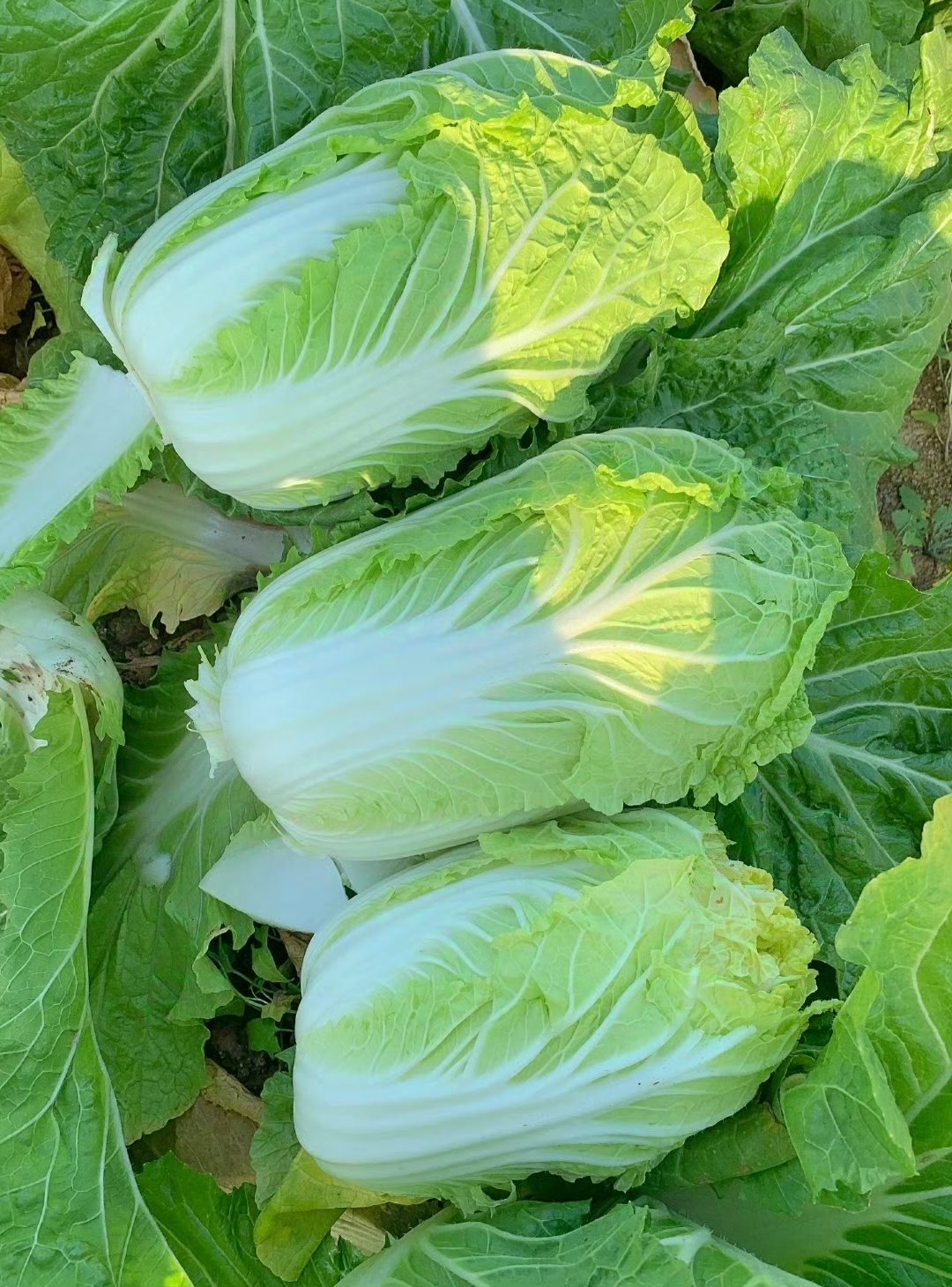 “甲醛白菜”曝光后大批白菜滞销，菜农为何跟着遭殃？河北康保白菜蘸甲醛事件曝光之后，当地出现大面积白菜
