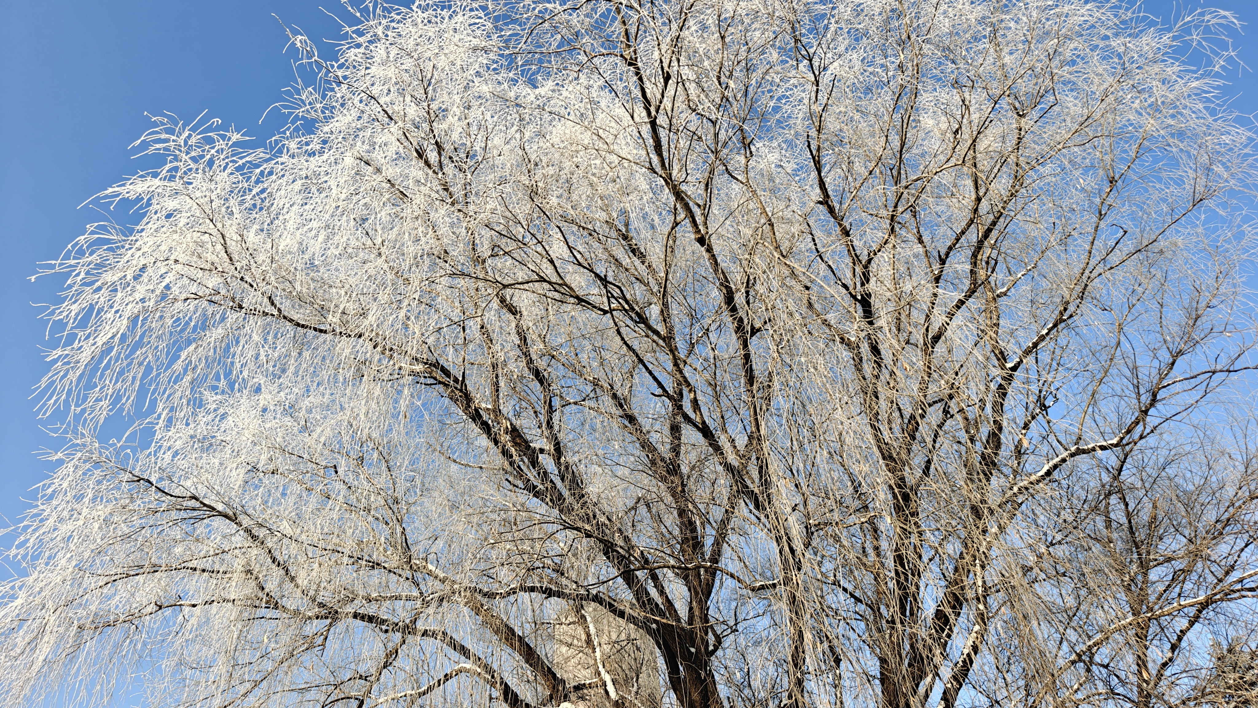 上海下雪今年冬天随手拍的雪景，分享一下