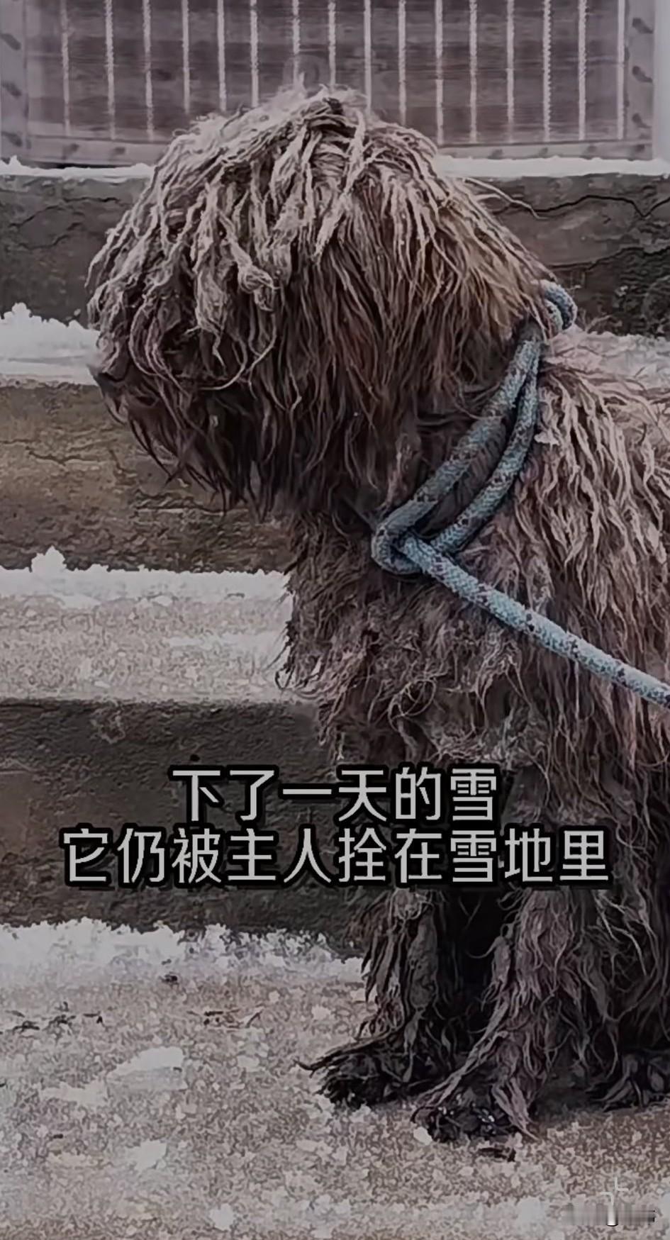 太可怜了！这天一位小哥哥和女朋友去一个村子里看雪景，当他们走到一户人家附近的时候