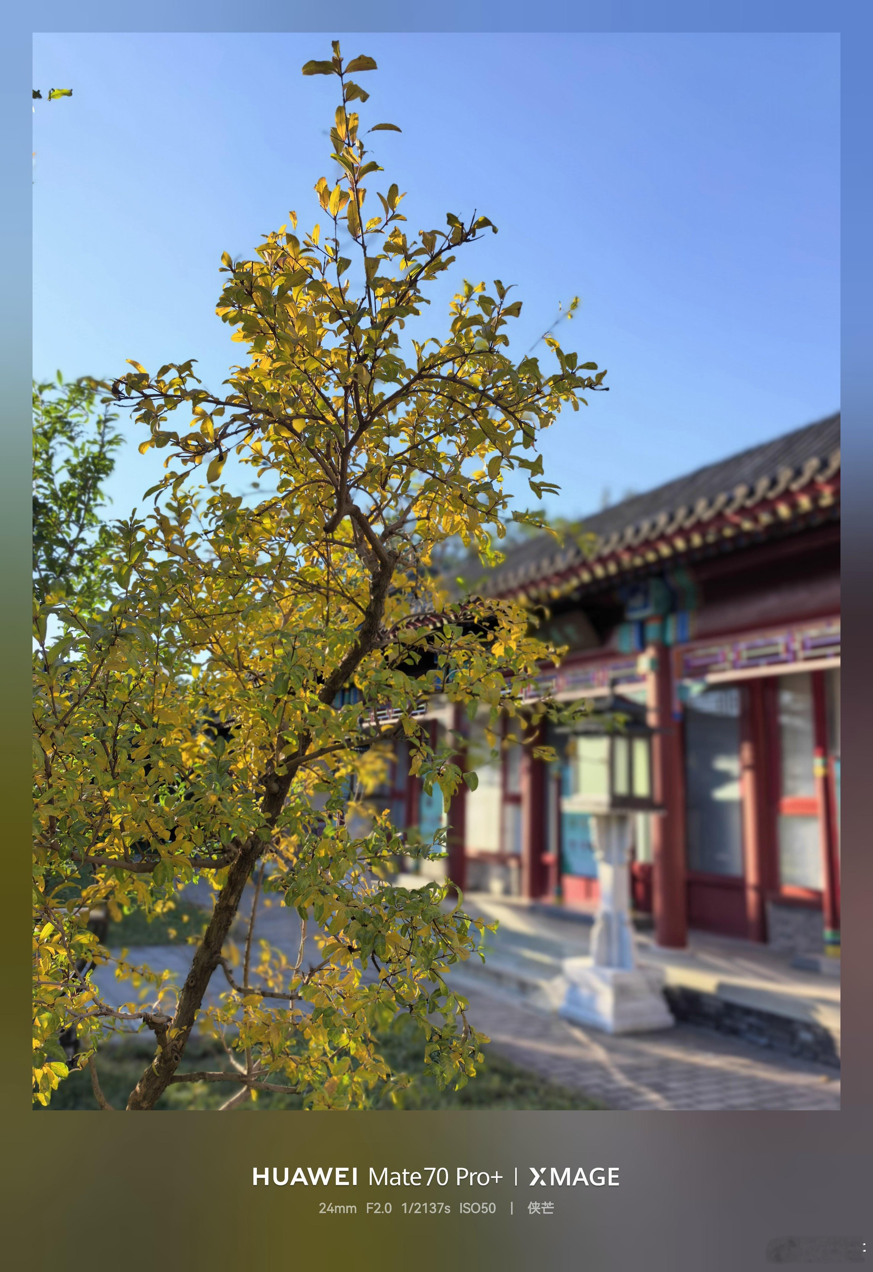 北海公园秋色霜降时节,万物披彩,北海公园悄然换上了浓墨重彩的秋